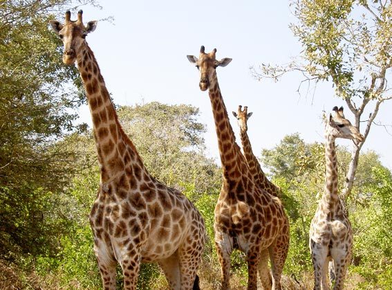 les girafes les girafes