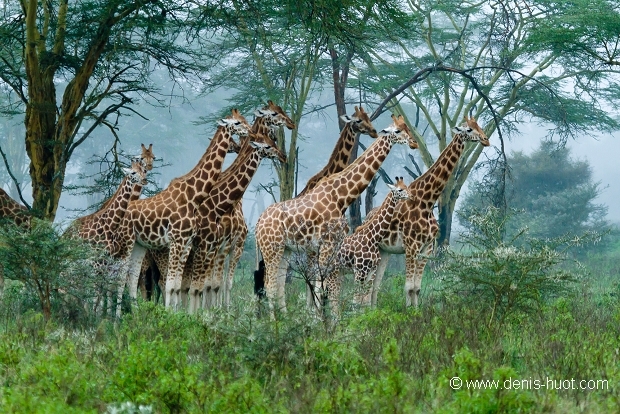 les girafes les girafes