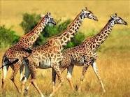 les girafes les girafes