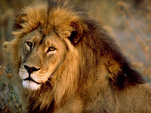 lion lion