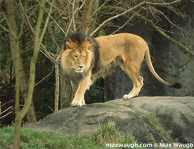 lion lion