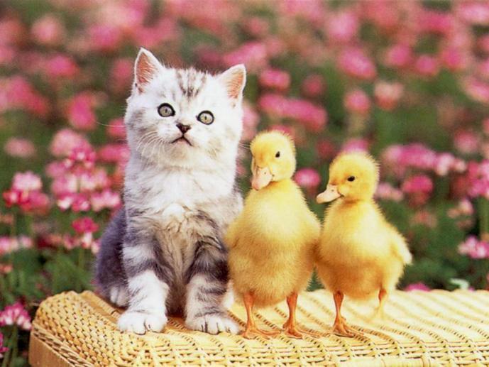 chaton