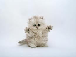 chaton