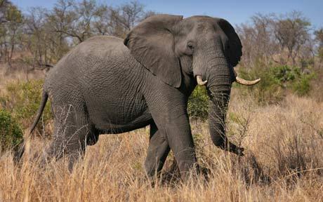elephant