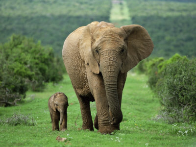 elephant