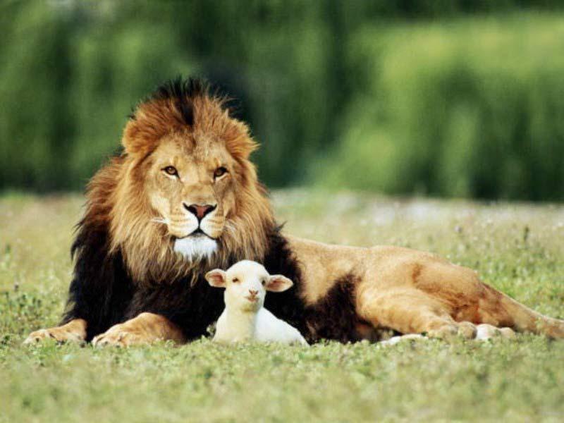lion