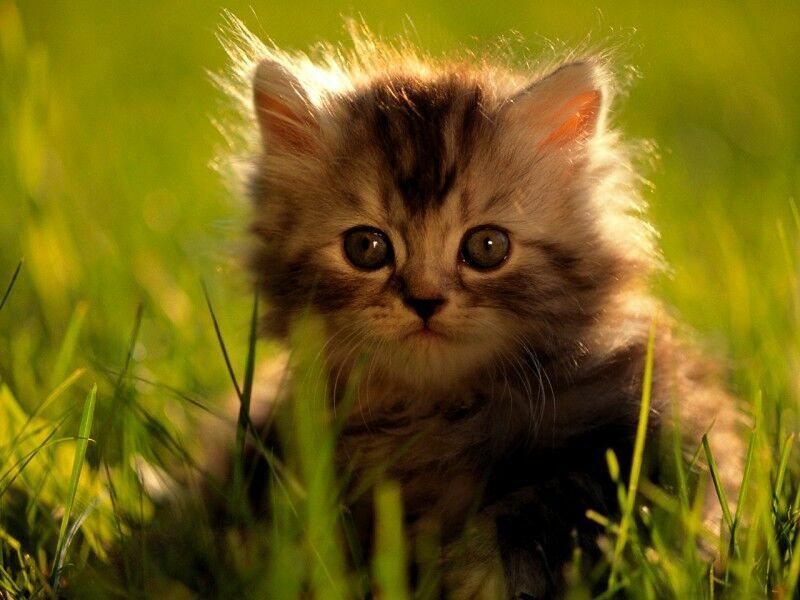 chaton