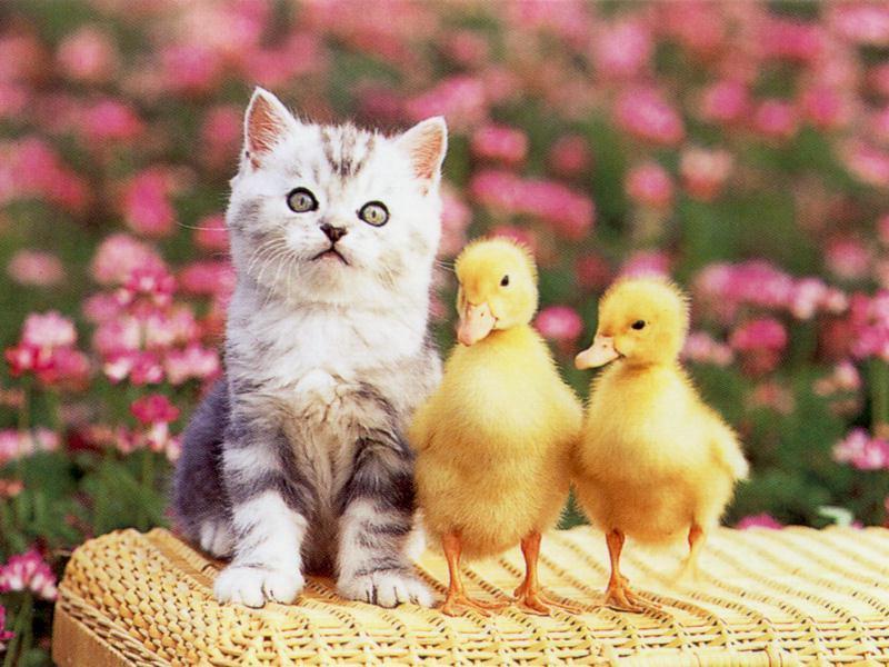 chaton