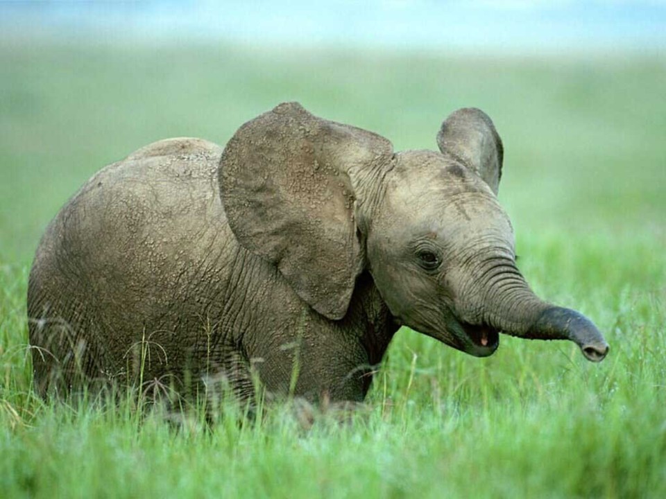 elephant elephant